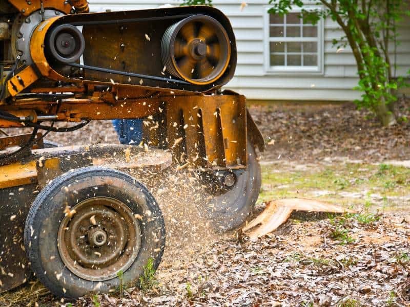 A tree stump grinder, operated by a Lehigh County tree company, chips away at a stump in the yard. Sawdust and wood chips fly through the air as the machine's large wheels roll near a white building with a visible window.