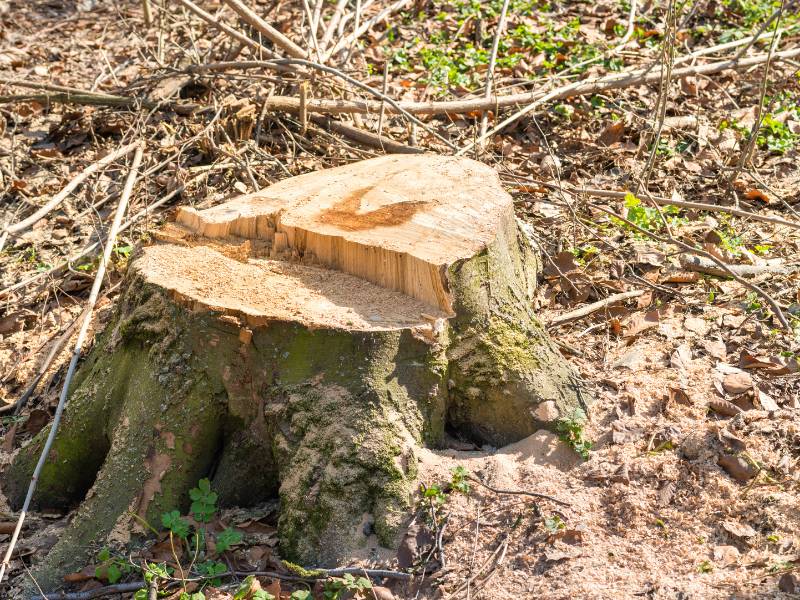 In a forest clearing, a tree stump stands amid fallen leaves and small green plants. The smooth, light-colored surface reveals recent cutting, perhaps by a tree service in Lehigh County. Sunlight filters through the branches above, casting dappled shadows on the ground.