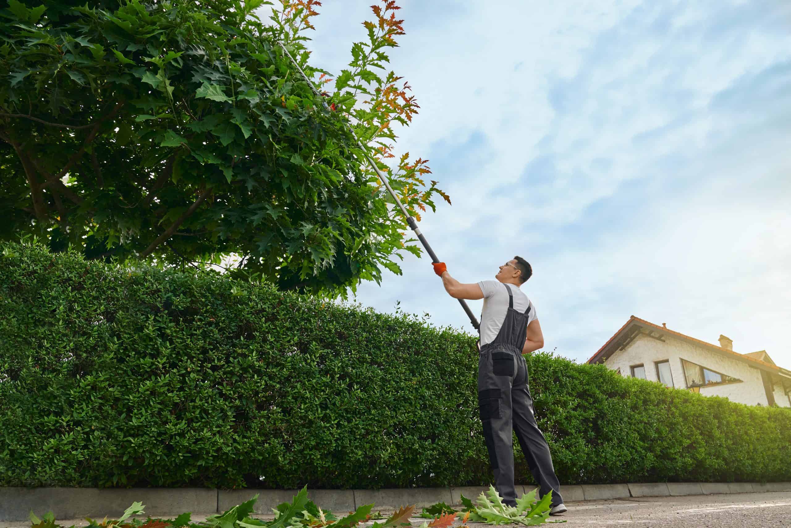 A person wearing work overalls and gloves uses an extended pole saw to trim tall tree branches in a well-maintained garden. On this clear day in Allentown, the tree service expert stands by a neat hedge with a house in the background, ensuring natural beauty is preserved.